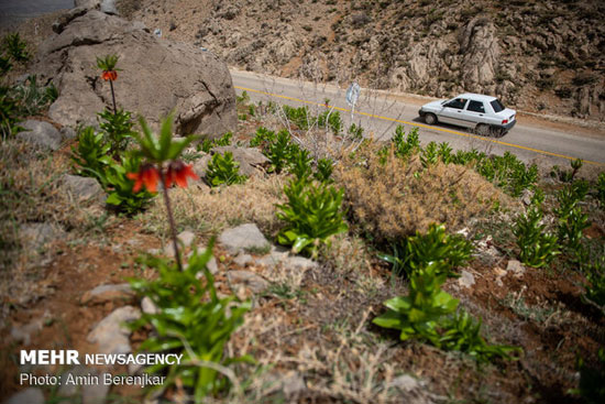 دشت لاله‌های واژگون در استان فارس