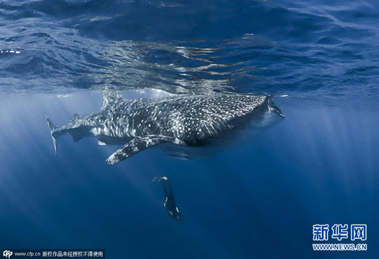 شنای هیجان انگیز با کوسه نهنگ +عکس