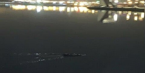 وجود تمساح در دریاچه چیتگر تکذیب شد