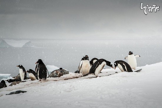 تاثیر تغییرات آب و هوا روی پنگوئن های قطب جنوب