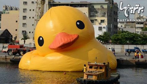 اردک عظیم الجثه تایوان را تسخیر کرد +عکس