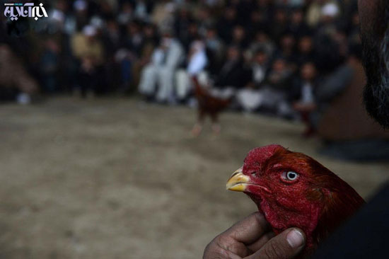 عکس: مسابقات خروس جنگی در افغانستان!