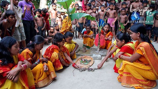 ازدواج قورباغه ها برای باران در هند! +عکس