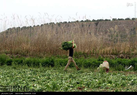 عکس: برداشت کرفس در مزارع طارم