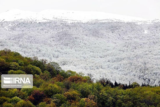 تصاویر؛ تابلوی زیبای برفی طبیعی از جنگل‌های آمل!