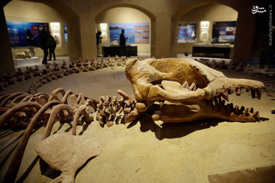 عکس: افتتاح موزه دایناسورها در مصر