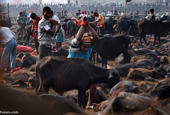 کشتار وحشیانه هزاران گاو در نپال (18+)