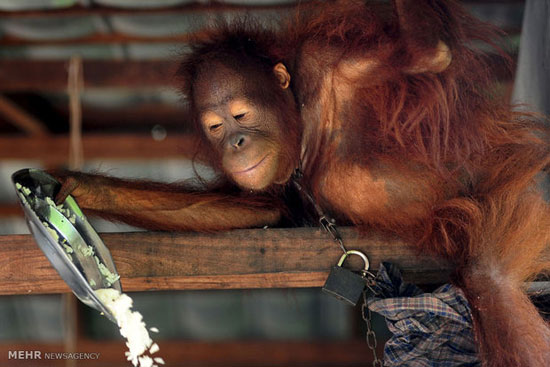 اورانگوتان‌ های اندونزی‎ در معرض خطر