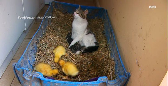 گربه ای که مادر جوجه اردک هاست! +عکس