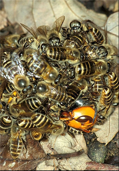 اتحاد دیدنی زنبورهای عسل در حمله +عکس