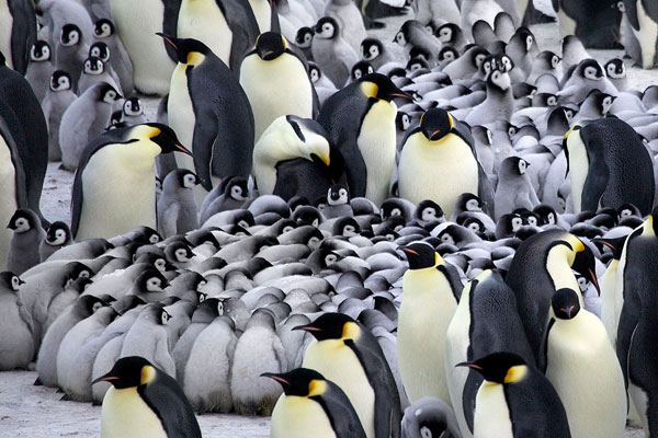 مهد کودک پنگوئن‌ ها! +عکس