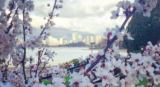بهترین نقاط برای تماشای شکوفه های گیلاس