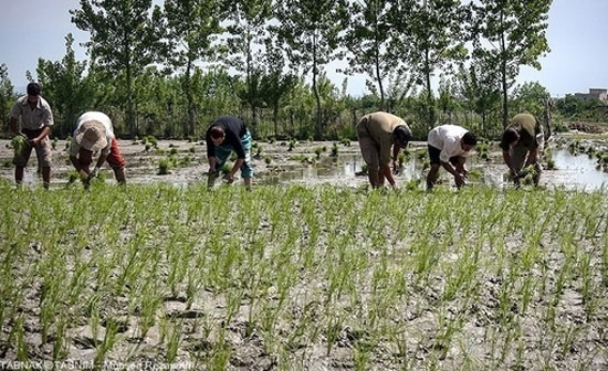 عکس: آغاز نشاکاری در مازندران