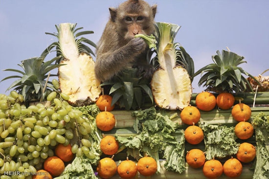 روز خوشگذرانی میمون ها! +عکس