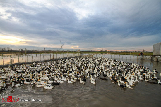 پرورش غاز و اردک در مازندران