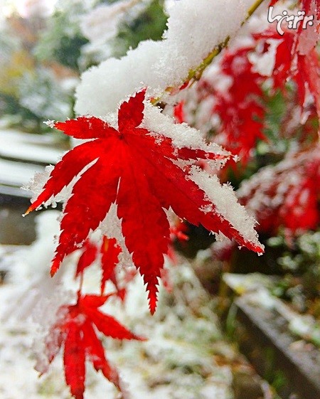 توکیو بعد‌از 50 سال برف را در نوامبر دید