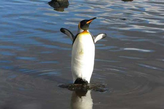جهان با شکوه پنگوئن‌های امپراتور +عکس