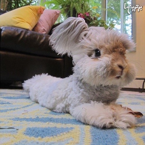 خرگوشی که شبیه عروسک زنده است!
