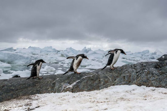گرم شدن کره زمین و تاثیر آن بر قطب جنوب به روایت تصویر