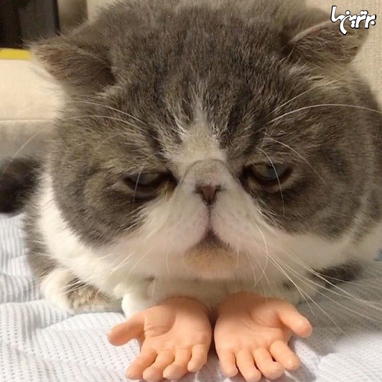 گربه ای با دستهای انسانی!