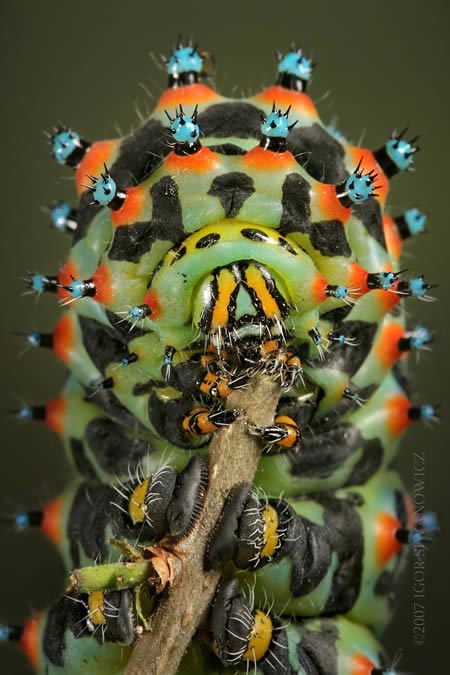 عجیب ترین و جالبترین حشرات! + عکس