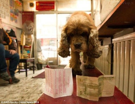 سگی که ارزش پول را می داند +عکس