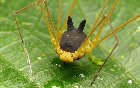 عجیب‌ترین عنکبوت دنیا با سری شبیه سگ