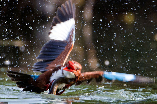 عکس: نبرد دراماتیک مرغ ماهیخوار و مار
