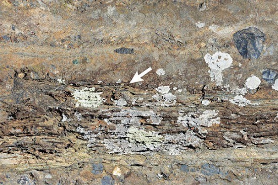 کشف فسیل دایناسورهای تریاس در آزادشهر
