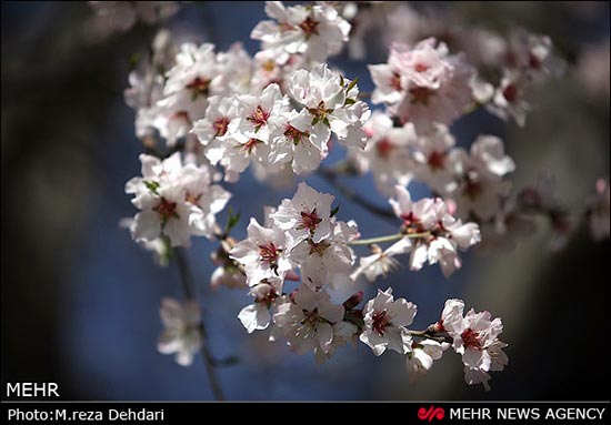 تصاویر: شکوفه‌های بهاری - زمستانی!