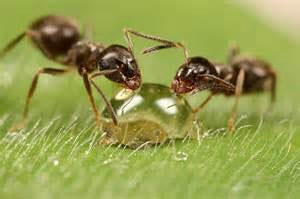مورچه‌های این دوره آبميوه خور شده اند!