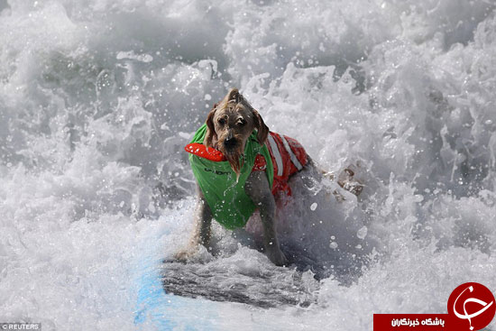 رقابت عجیب موج سواری سگ‌ها