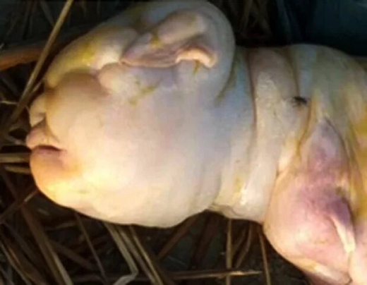 تولد نوزاد انسان‌نما از یک بز!