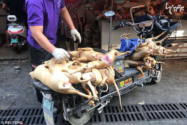 جشنواره گوشت سگ در چین (۱۶+)