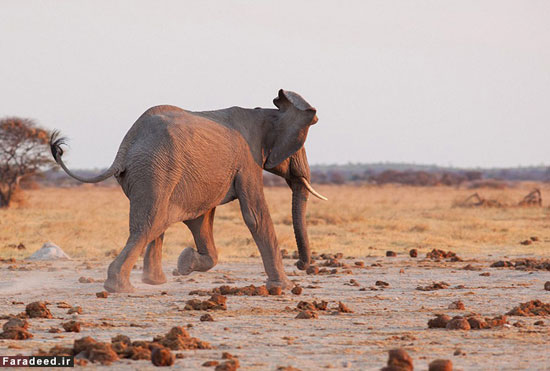 عکس: فرار شیرها از ترس فیل خشمگین