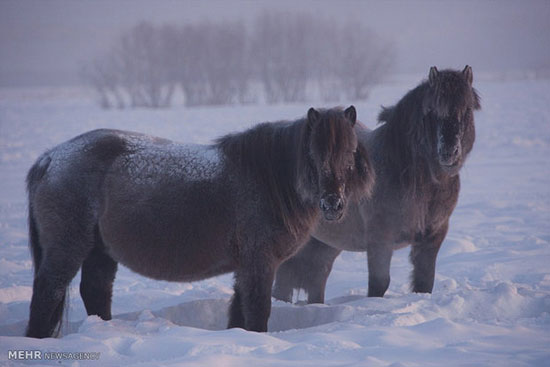 عکس: اسب های یاکوت در سرمای سیبری