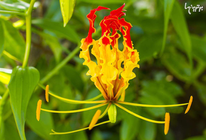 عجیب و غریب‌ترین گل‌های سراسر جهان