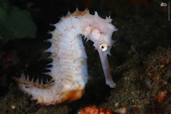 عکس: جانوران زیبا در اعماق دریا