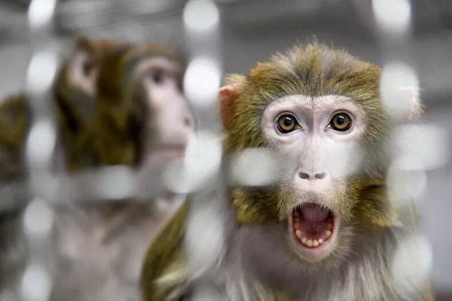 دانشمندان، رویان مخلوط انسان-میمون خلق کردند