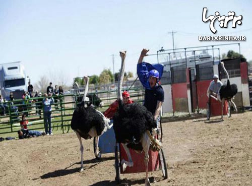 مسابقه شترمرغ سواری در آمریکا +عکس