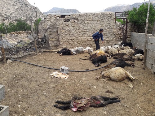 گرگ‌ها مهمان ناخواسته دو روستای داراب