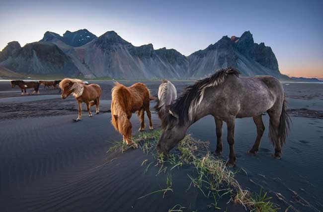 اسب‌های وحشی در عکس روز نشنال جئوگرافیک