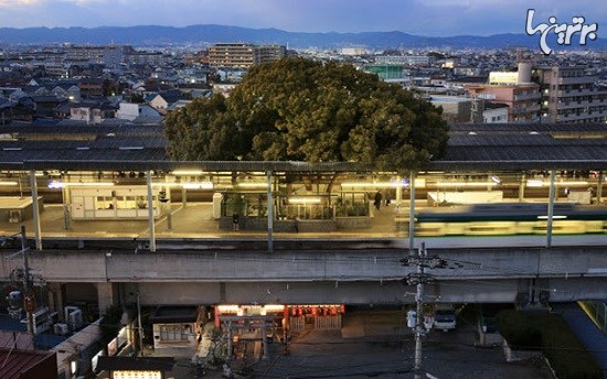 ساخت ایستگاه قطار در اطراف درخت 700 ساله ژاپنی