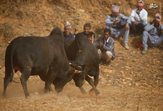 عکس: جشنواره شاخ‌به‌‌شاخ شدن گاوها