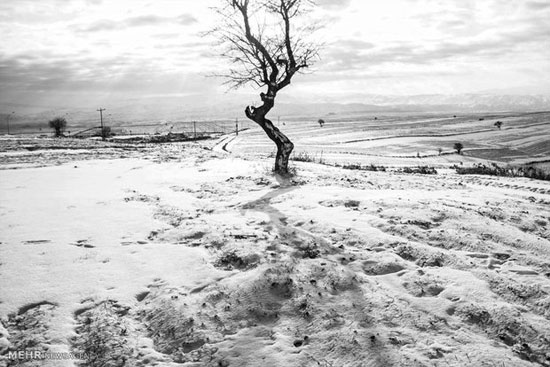 طبیعت برفی و زیبای بجنورد +عکس
