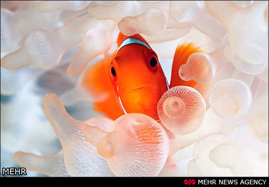 عکس: زیبایی های دنیای زیر آب‎