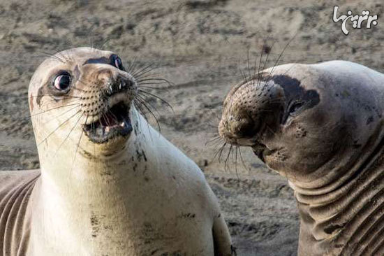 عکس‌های خنده دار از حیوانات که درست به موقع گرفته شدند