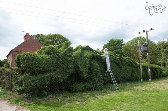 اژدهای سبز در باغ مرد انگلیسی +عکس