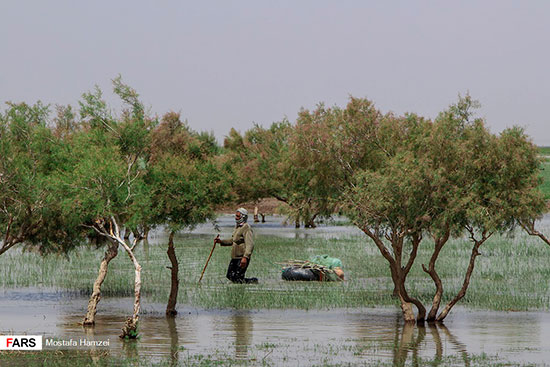 حالِ خوبِ «هامون»