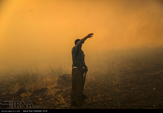 آتش سوزی در جنگل‌های بلوط کردستان